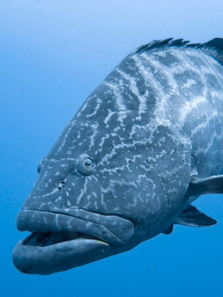 Tauchreisen Playa del Carmen und Riviera Maya in Mexiko